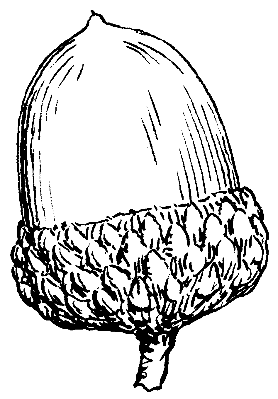 free black and white acorn clip art - photo #8