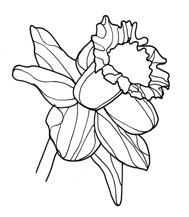 line drawing - flowers - daffodil | Clip Art | Pinterest
