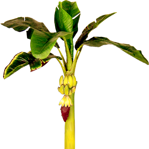 banana tree clip art - photo #5