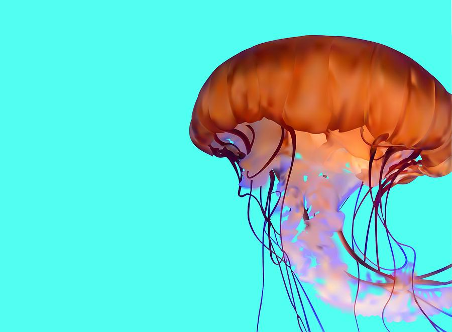 Jellyfish by Tanias Reign - Jellyfish Digital Art - Jellyfish Fine ...
