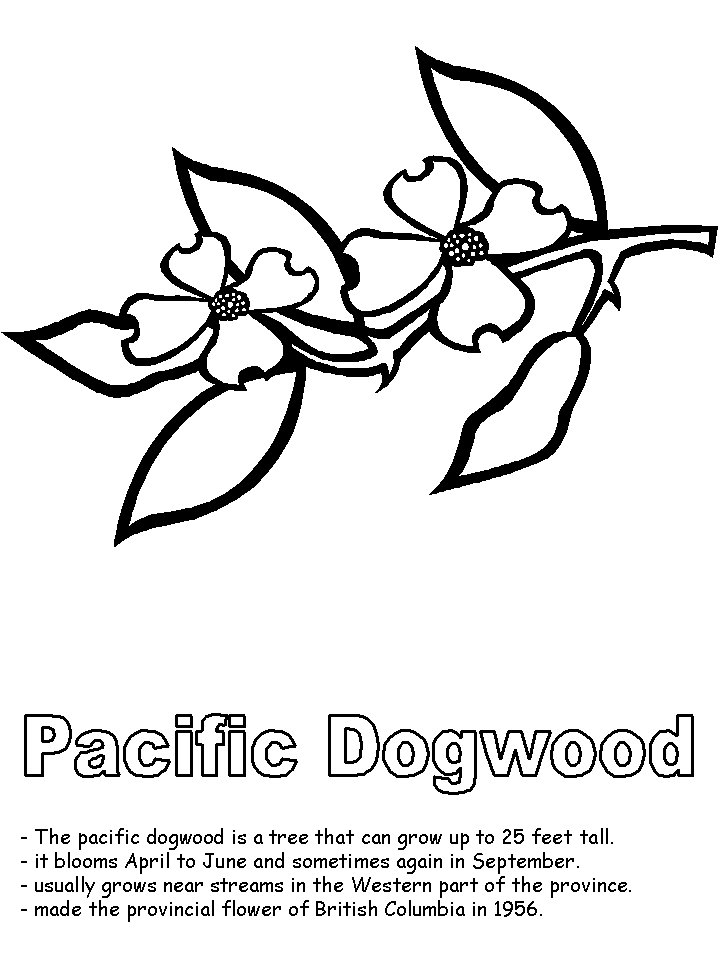 dogwood flower Colouring Pages