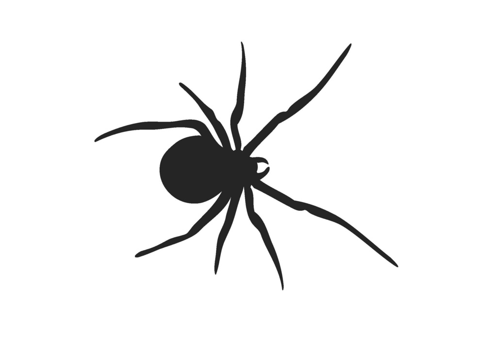SPIDER,SILHOUETTE by Black Widow Fireworks Pty Ltd - 1101730 ...