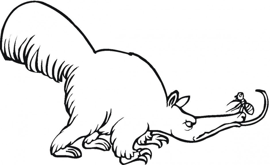 Anteater Drawing ClipArt Best 216697 Anteater Coloring Page