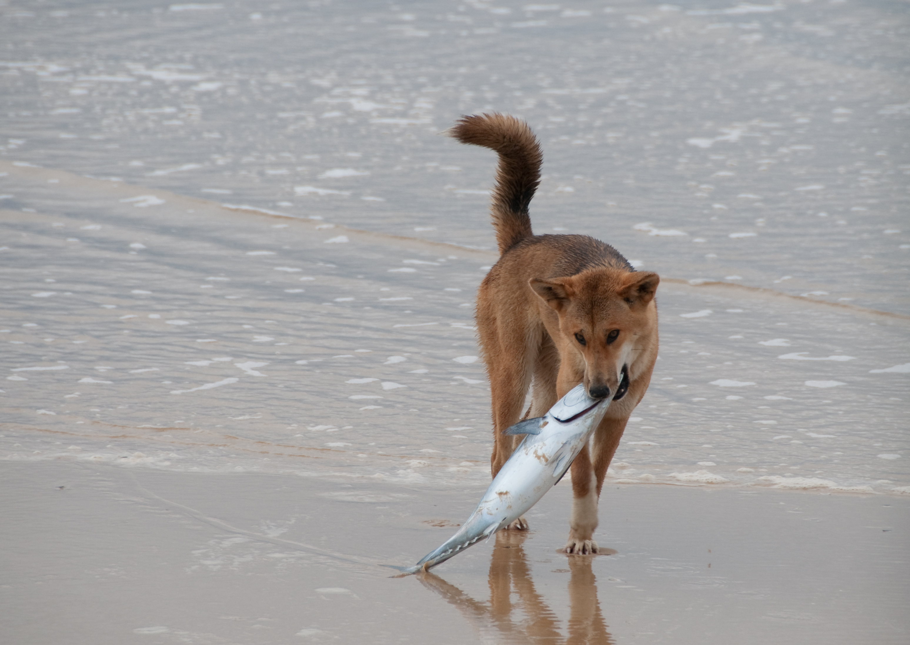 file-the-dingo-finds-a-dead-fish-jpg-wikimedia-commons-cliparts-co
