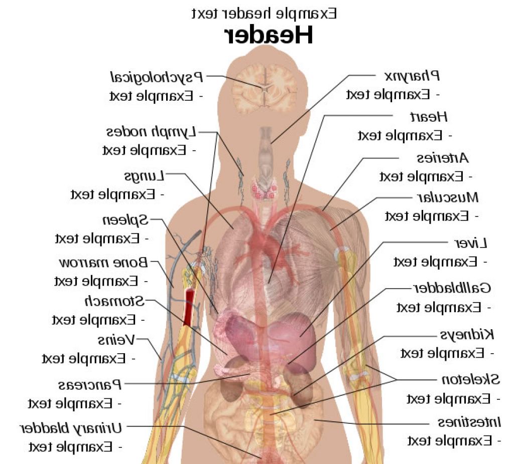 Internal Parts Human Body | Human Anatomy Body Ideas