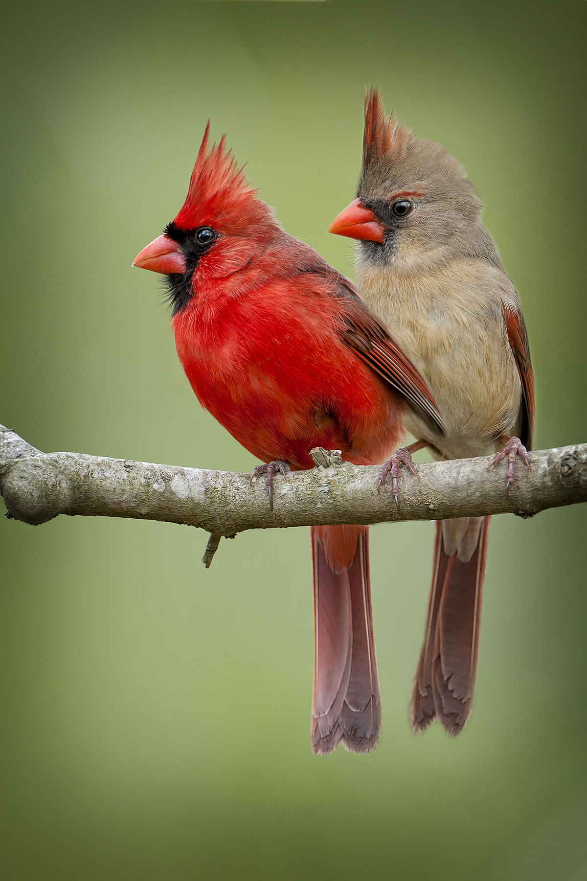 About the Northern Cardinal, Attracting Cardinals, NC Birds