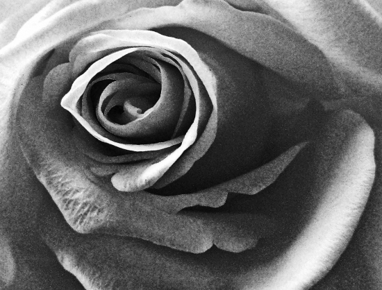 Rose (Black and White) - Photograph