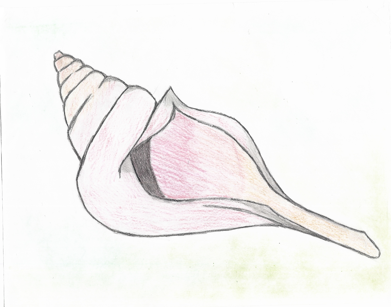 Conch Shell Outline - Cliparts.co