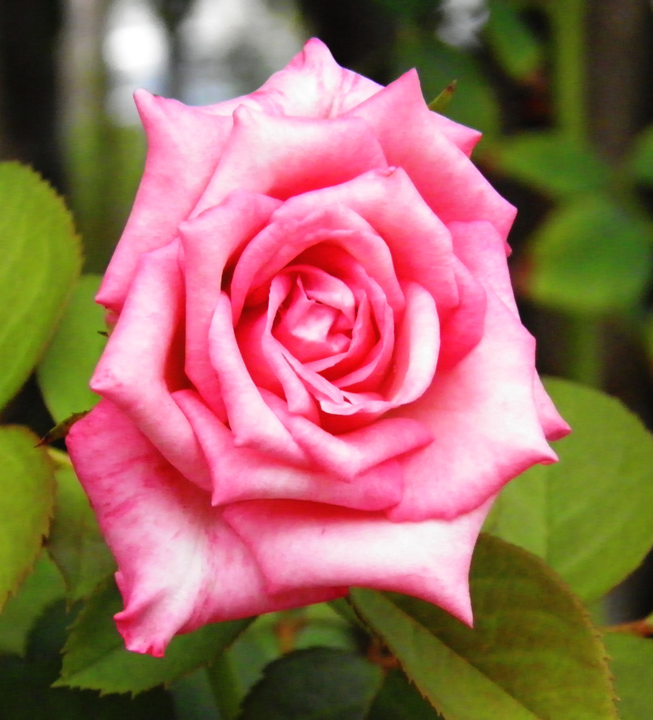 Single Pink Rose | Tiki-ilio's Blog