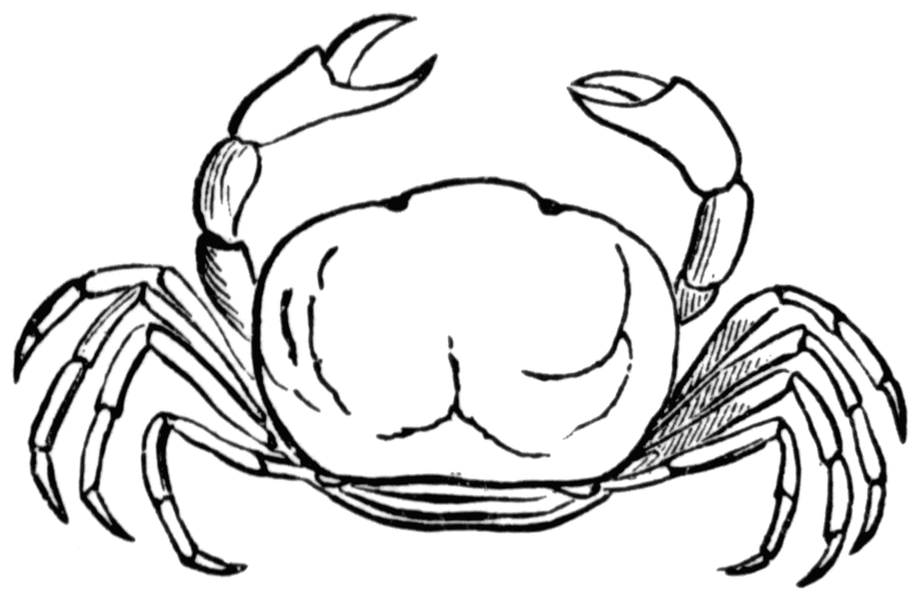 Oyster Clipart Images