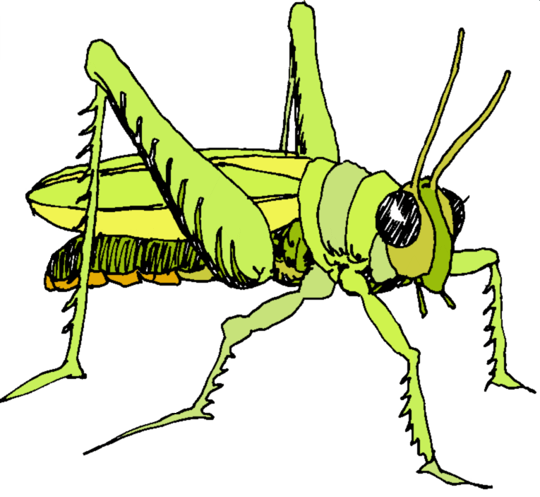 free clip art grasshopper - photo #38