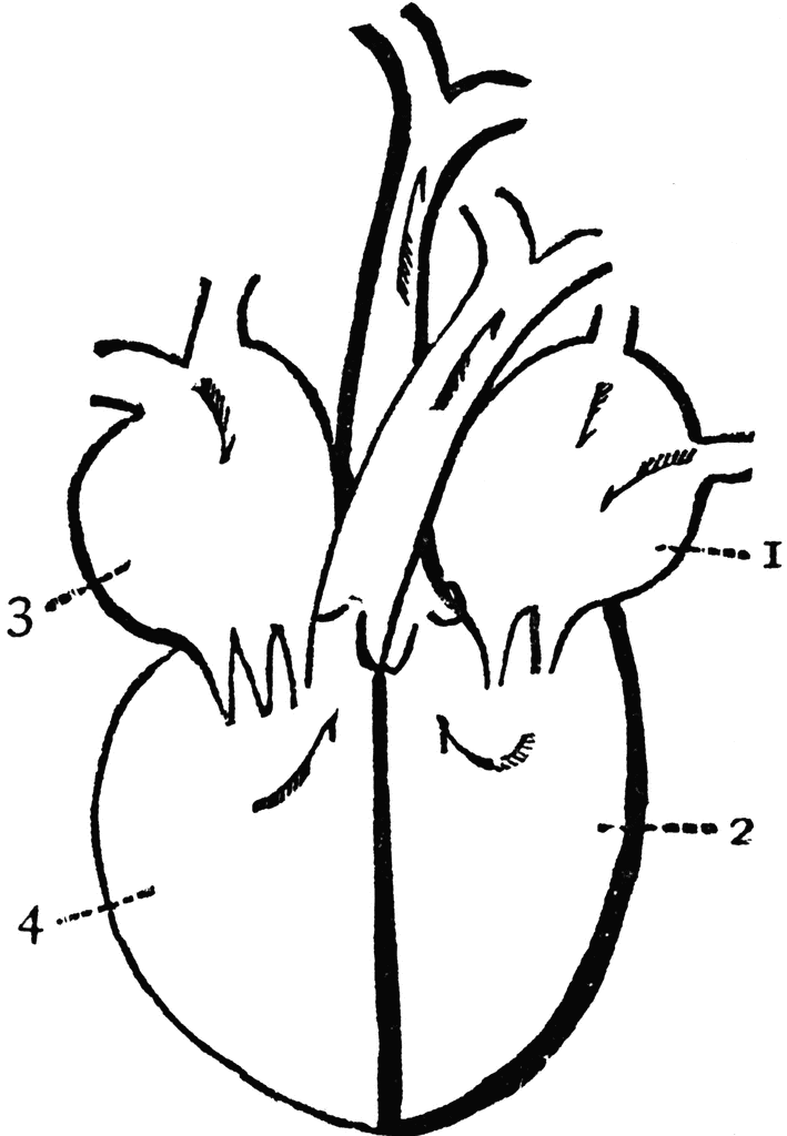 Diagram of the heart | ClipArt ETC