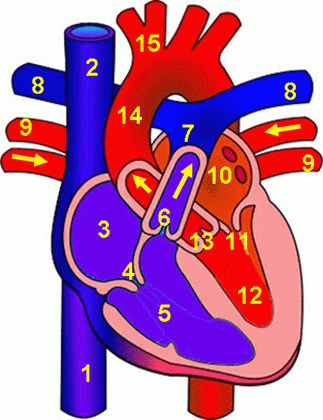 Human Heart Unlabeled - ClipArt Best