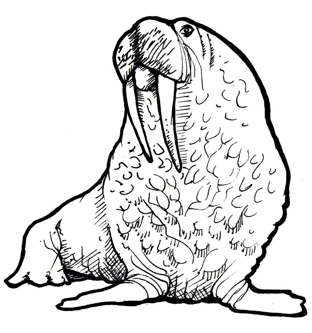 Images For > Walrus Drawing