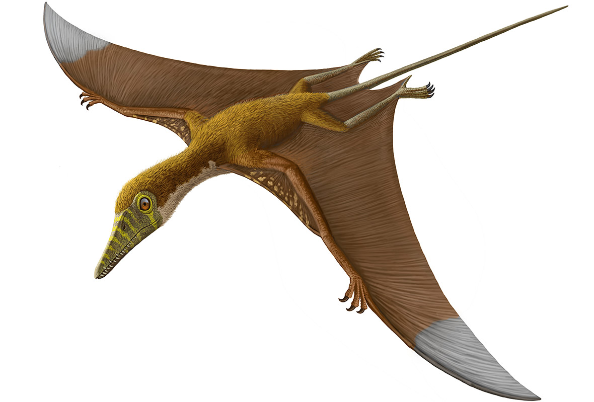 Pterosaurs, Flight in the Age of Dinosaurs: How Did Prehistoric ...