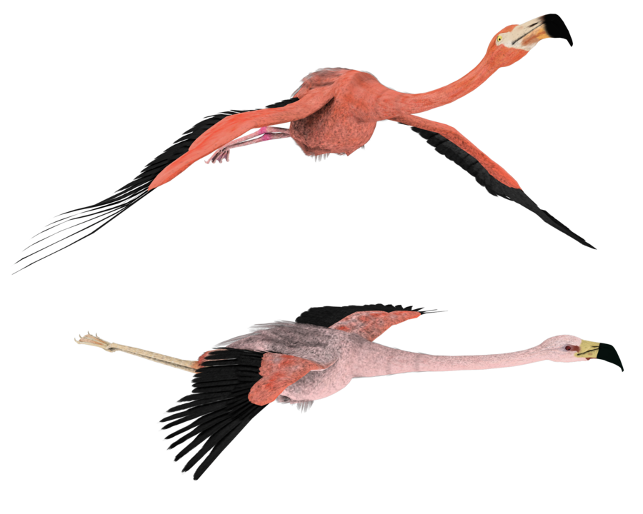 deviantART: More Like silly flamingo 3d stock png by madetobeunique