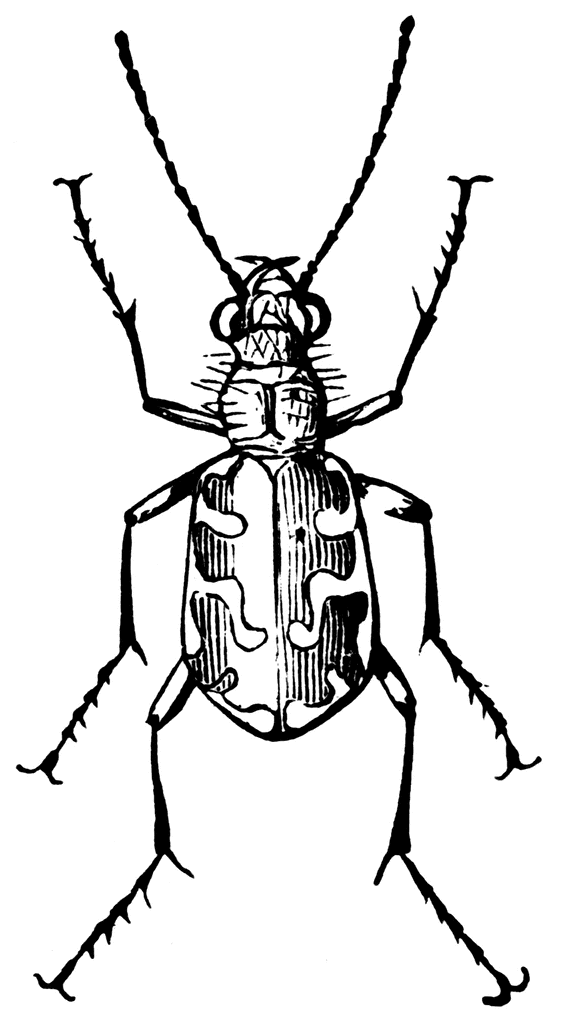 Predaceous Beetle | ClipArt ETC