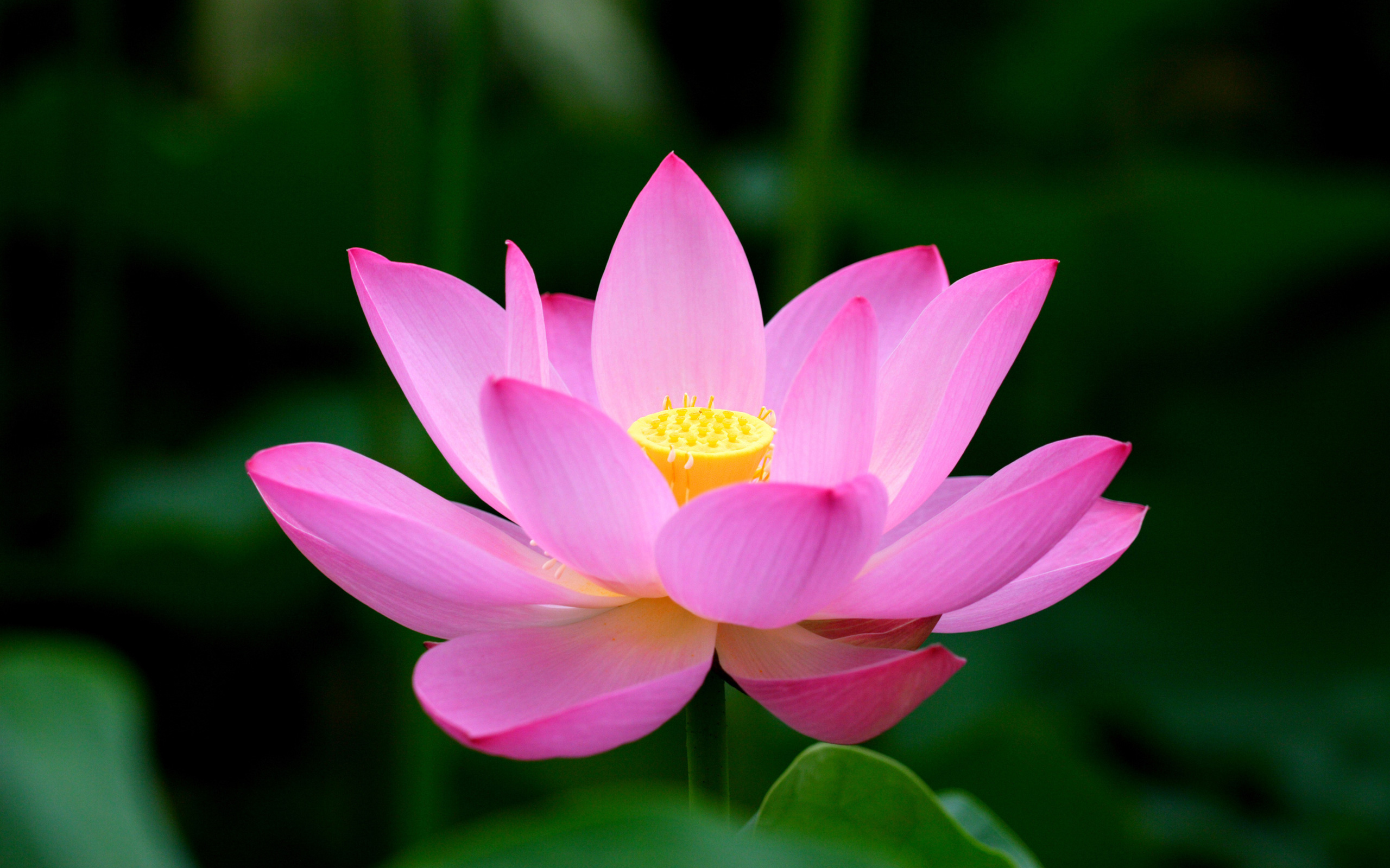 Lotus Flowers Photos - HD Wallpapers and Pictures