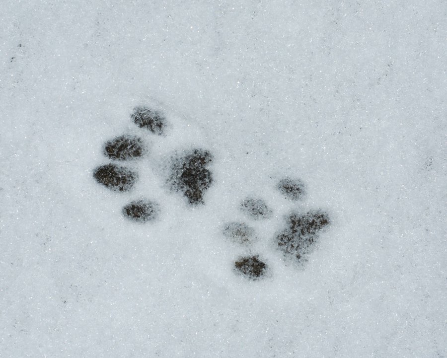 Results for Pictures Of Cat Footprints In The Snow | imagebasket.net