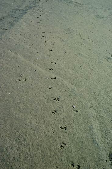 Cat footprints – Coastal shoreline – Te Ara Encyclopedia of New ...