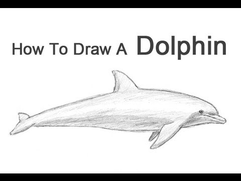 How to Draw a Dolphin - YouTube