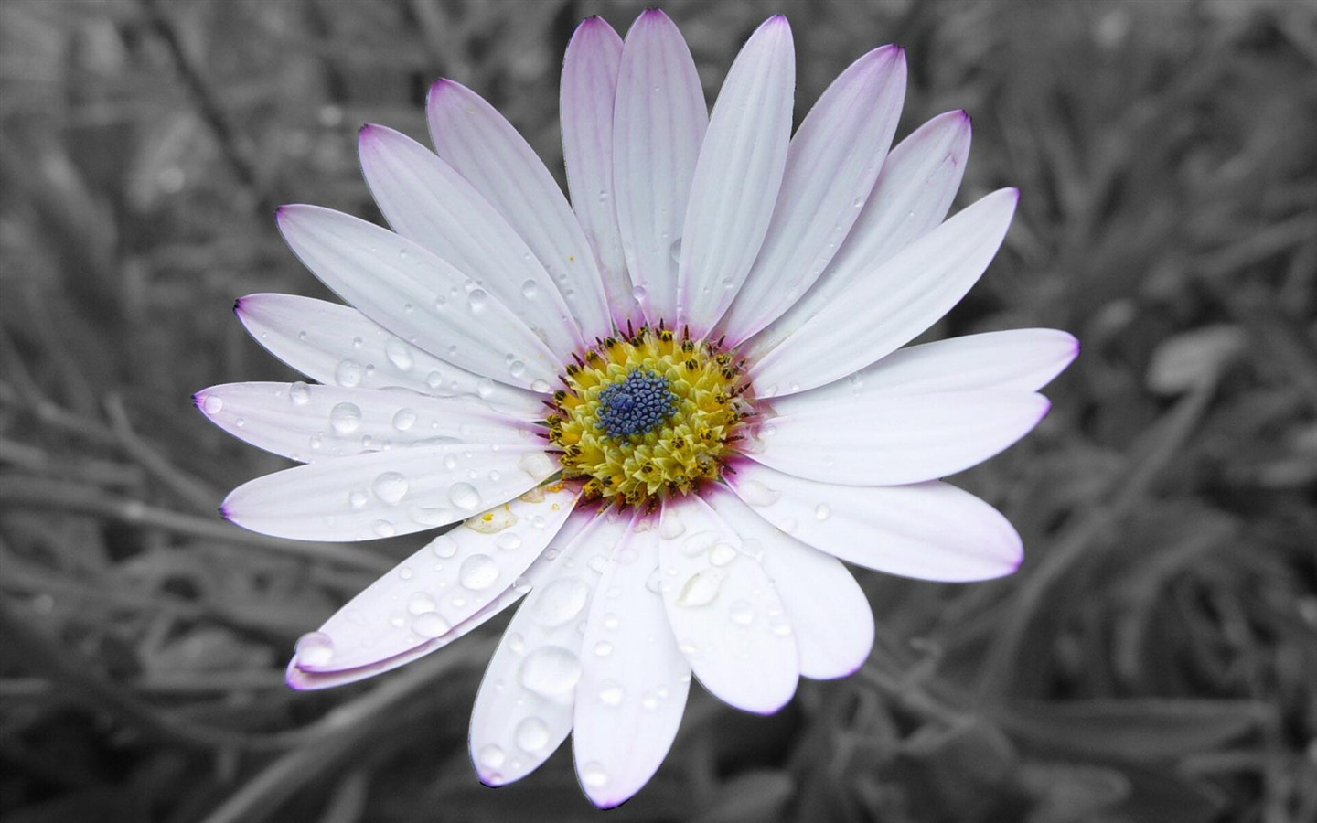 Simple White Flowers Flower Hd Graphy - 1440x900 iWallHD ...