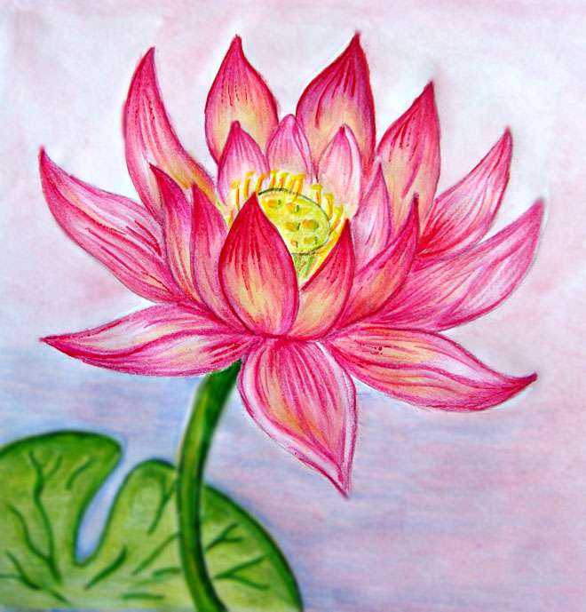 drawings of flowers lotus 9