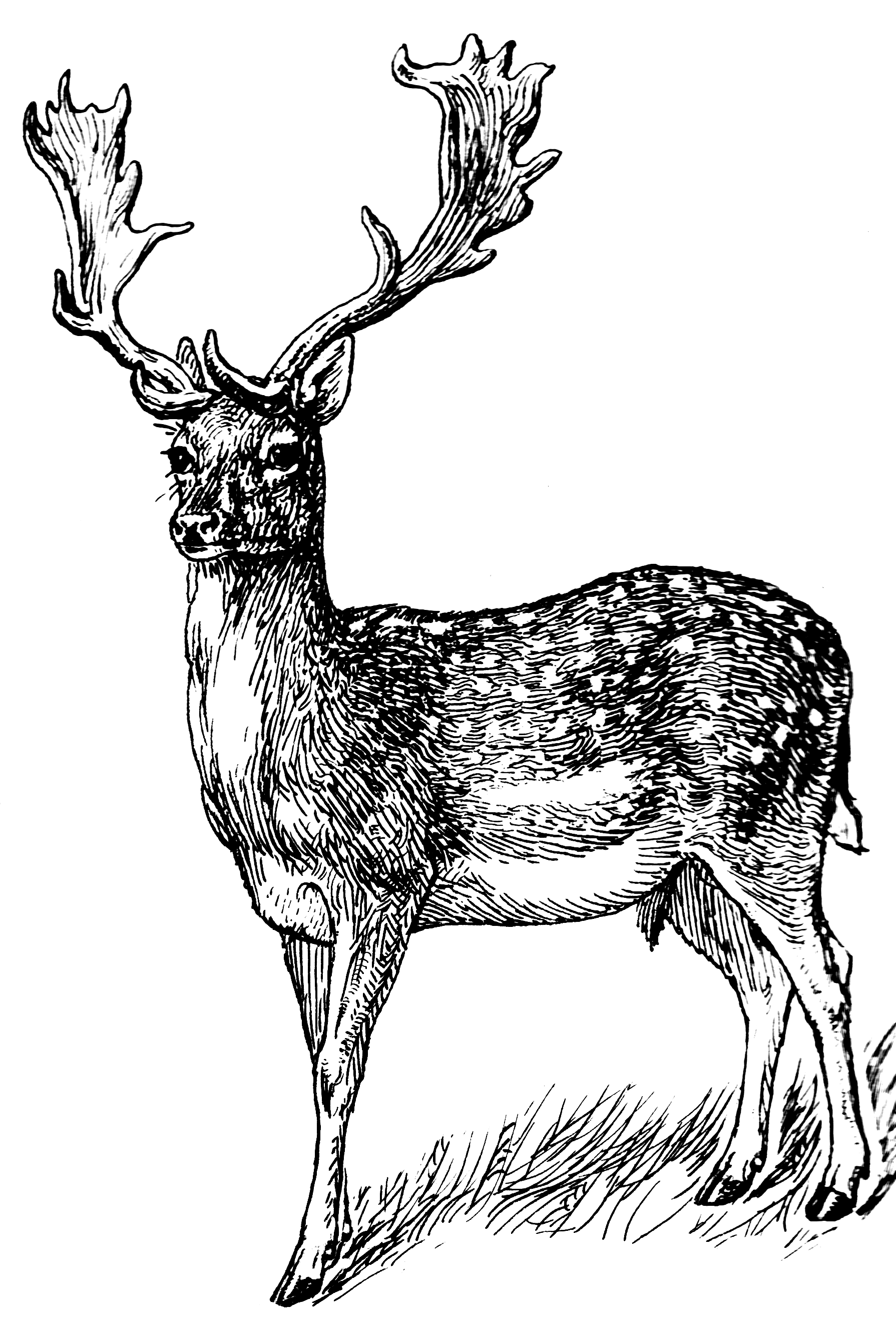 File:Fallow Deer 2 (PSF).png - The Work of God's Children