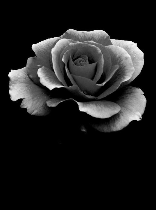 Black and white rose | Photography | Pinterest