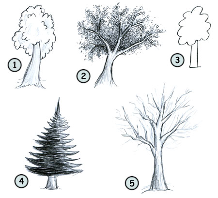 How to draw cartoon trees
