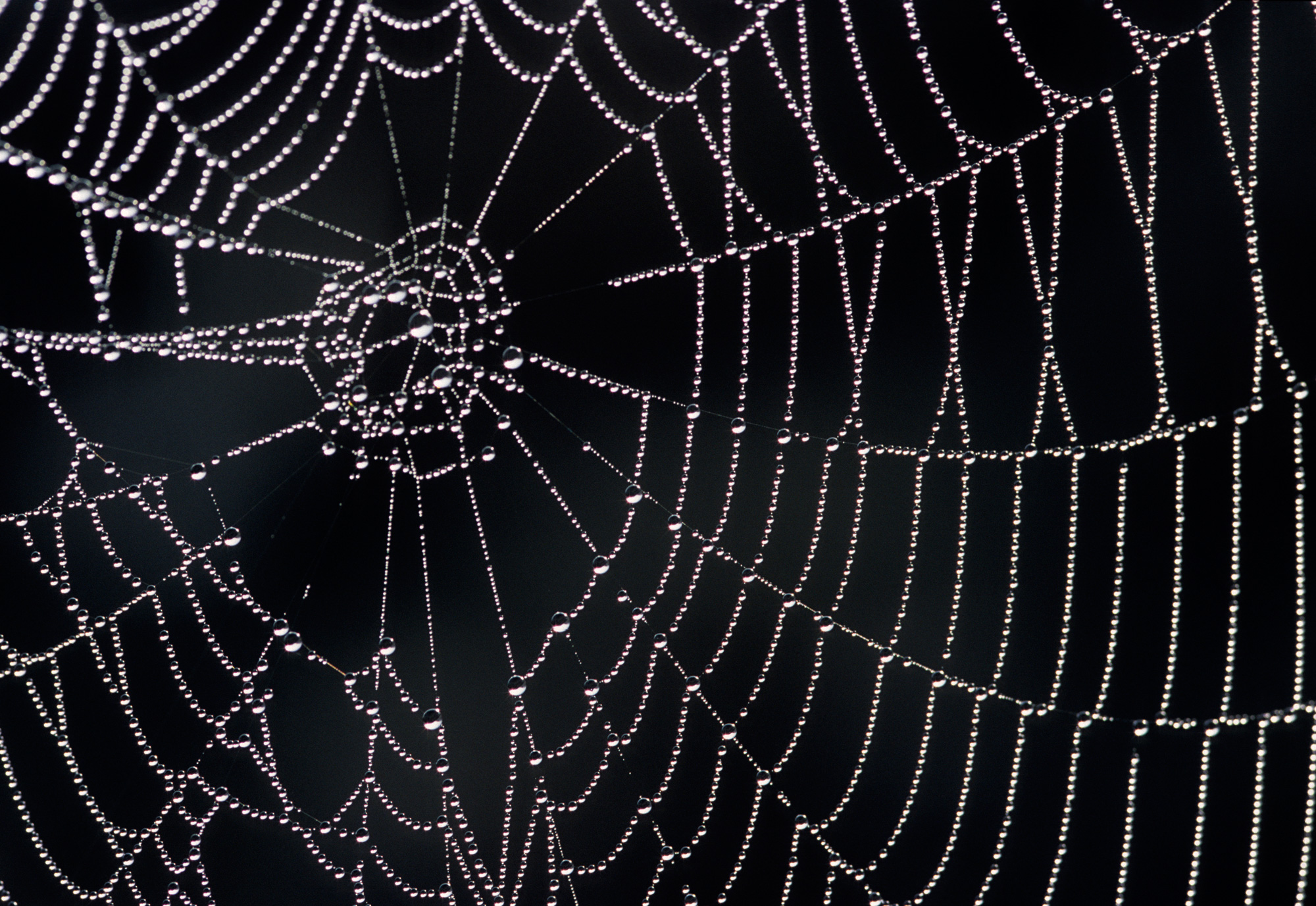 How spider webs achieve their strength | MIT News