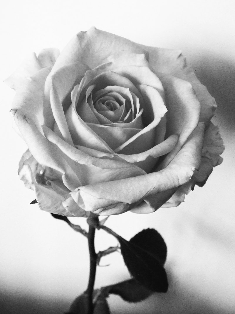 Black And White Rose - Cliparts.co