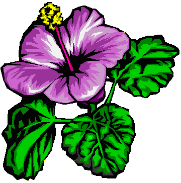 Hibiscus Cartoon - Cliparts.co