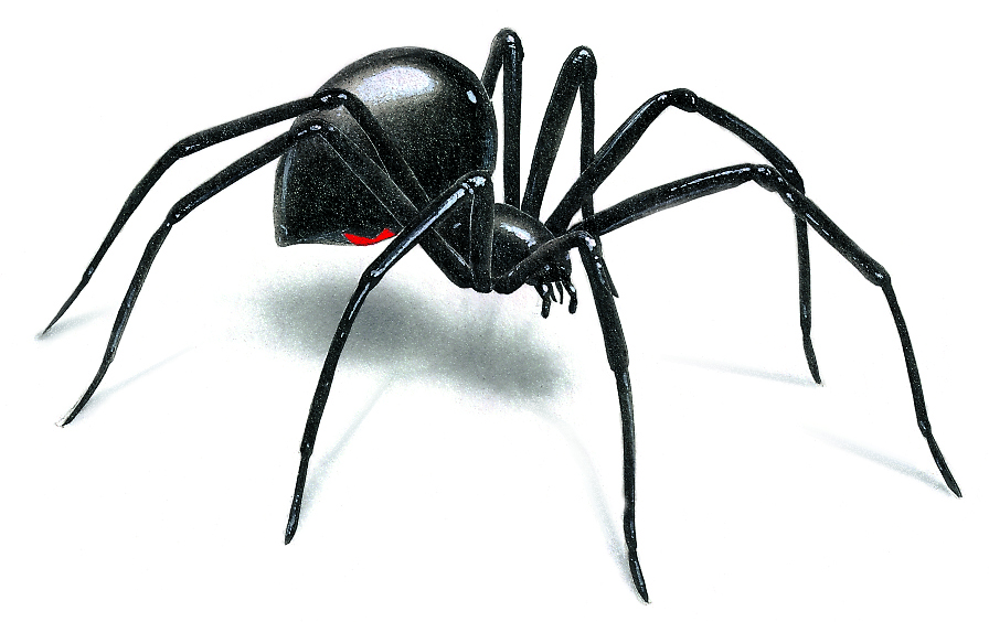 Black Widow Spider Drawing Images & Pictures - Becuo