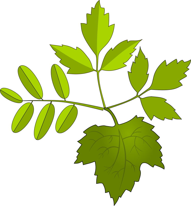 oak leaves clipart - photo #26