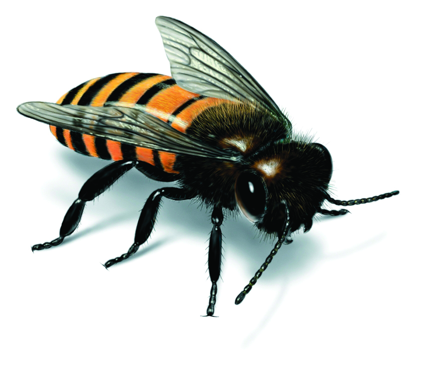 Bee Facts & Control - How to Identify & Get Rid of Bees