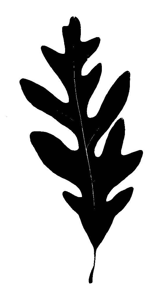 White Oak image - vector clip art online, royalty free & public domain