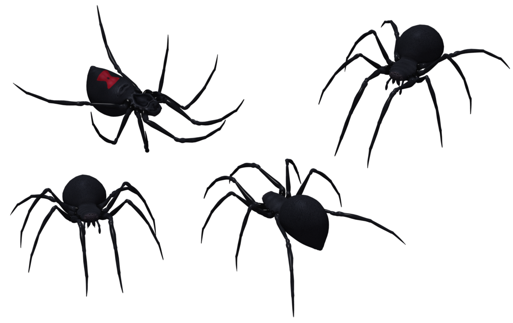 Black Widow Spider Set 09 by Free-Stock-By-Wayne on deviantART