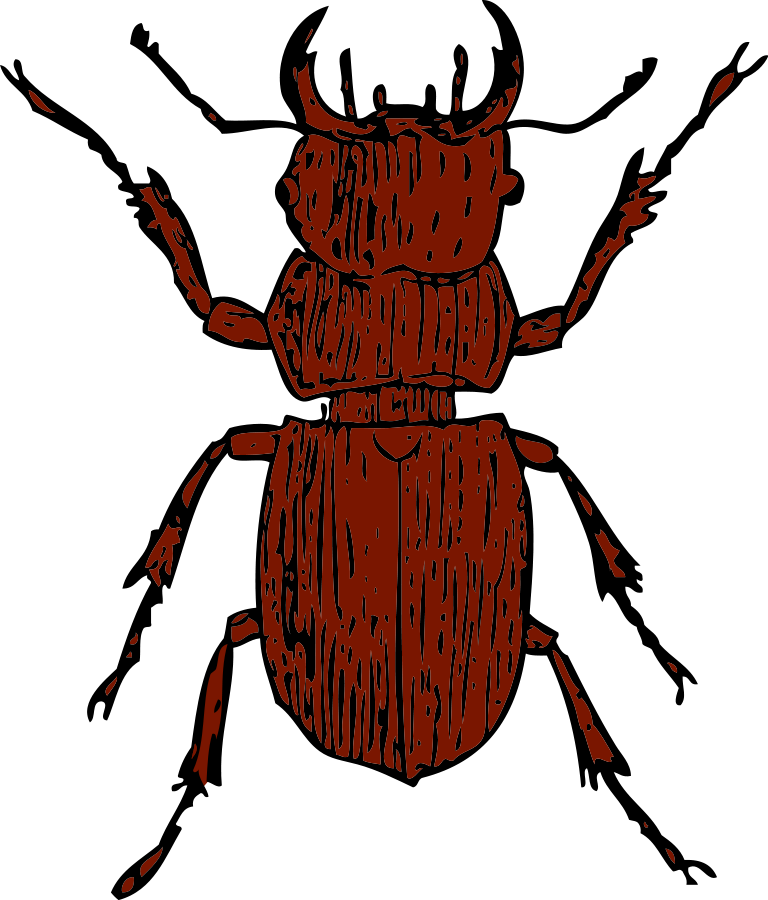 free clip art beetle - photo #30