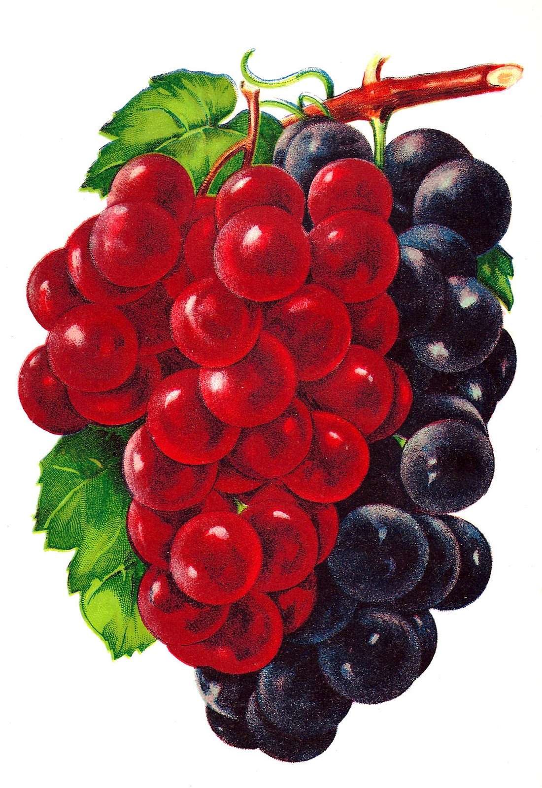 Antique Images: Vintage Grape Clip Art: Vintage Graphic of 2 Grape ...