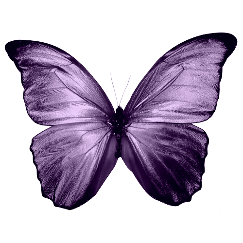 Buterfly PNG2 by MyPluginbaby13 on deviantART