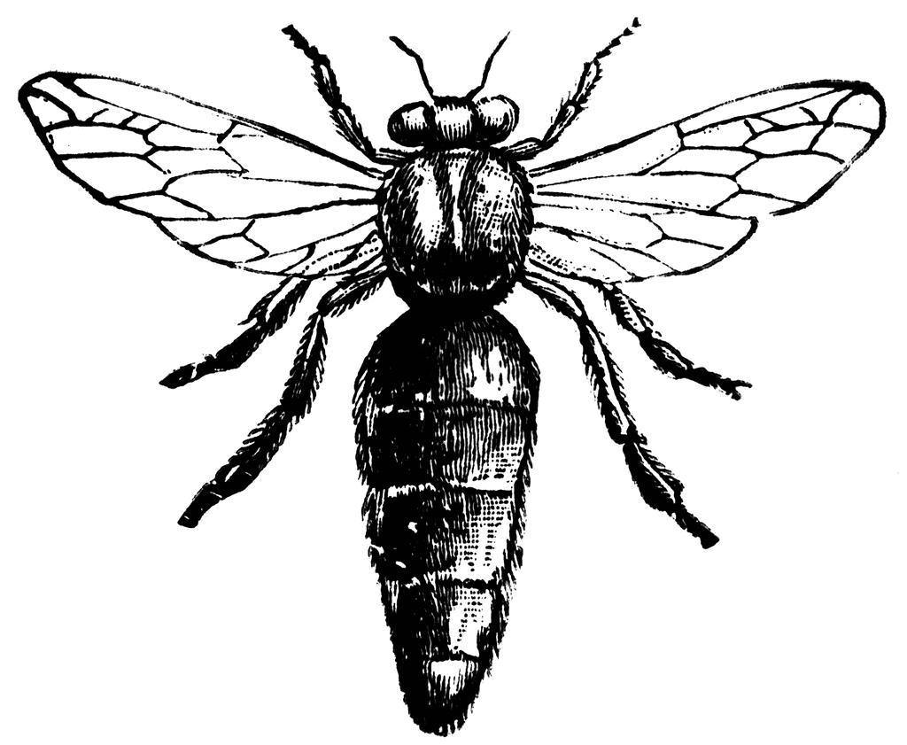 Queen Bee Drawing - Gallery