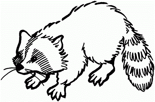 cartoon raccoon coloring pages