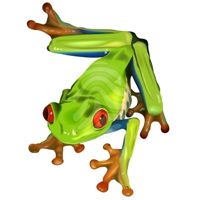 Red-eyed Tree Frog - clipart #