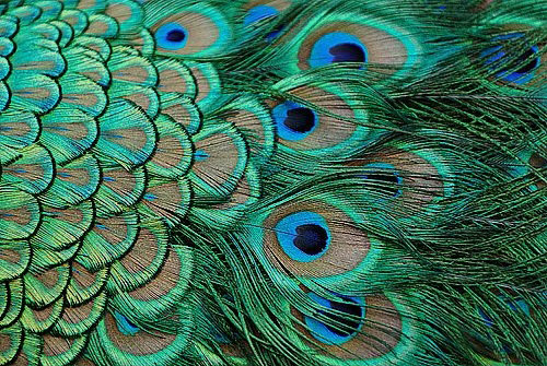 full-peacock-feathers-web2.jpg