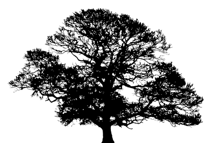 Oak Tree Silhouette Vector Free - Gallery
