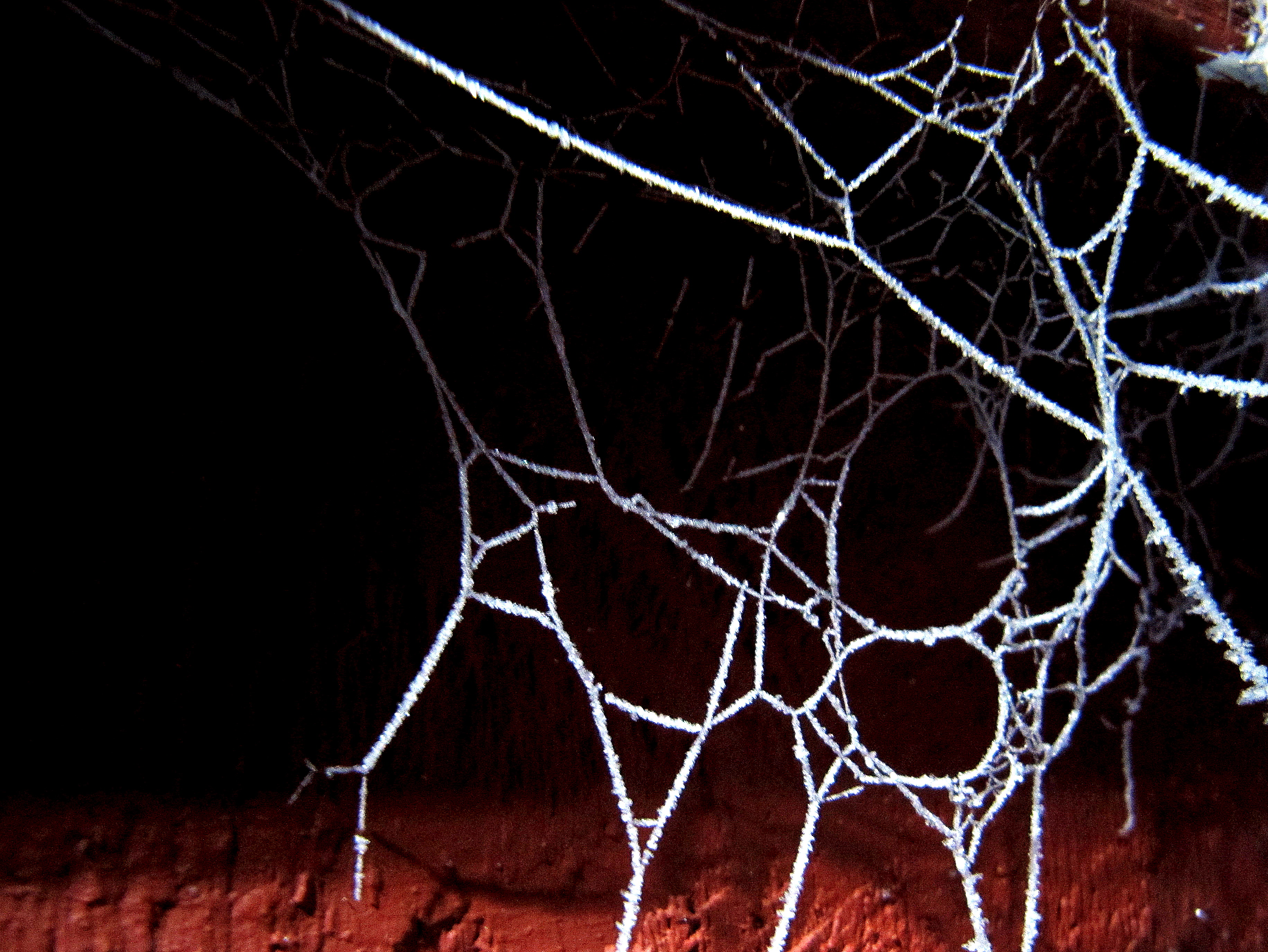 Frozen Spider Web | Not From Lapland