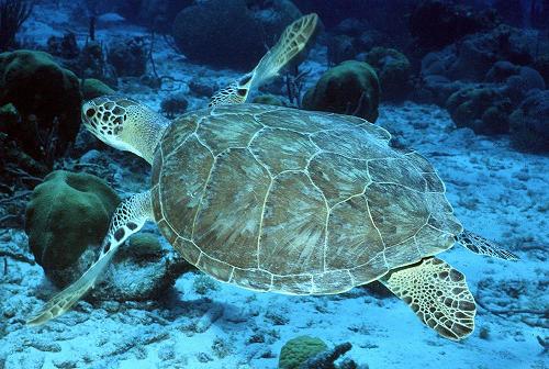 Green Turtle (Chelonia mydas) :: NOAA Fisheries