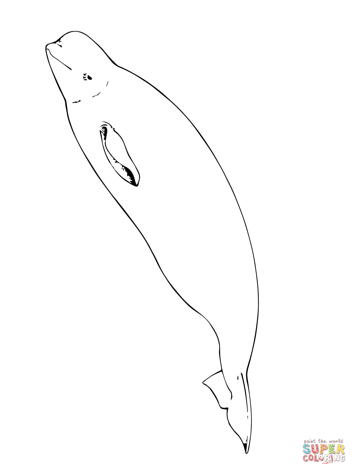 Beluga Whale Coloring page | Free Printable Coloring Pages