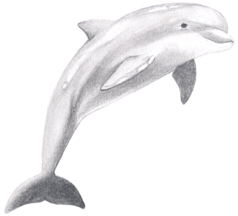 Realistic Dolphin Drawing | DrawingSomeone.com